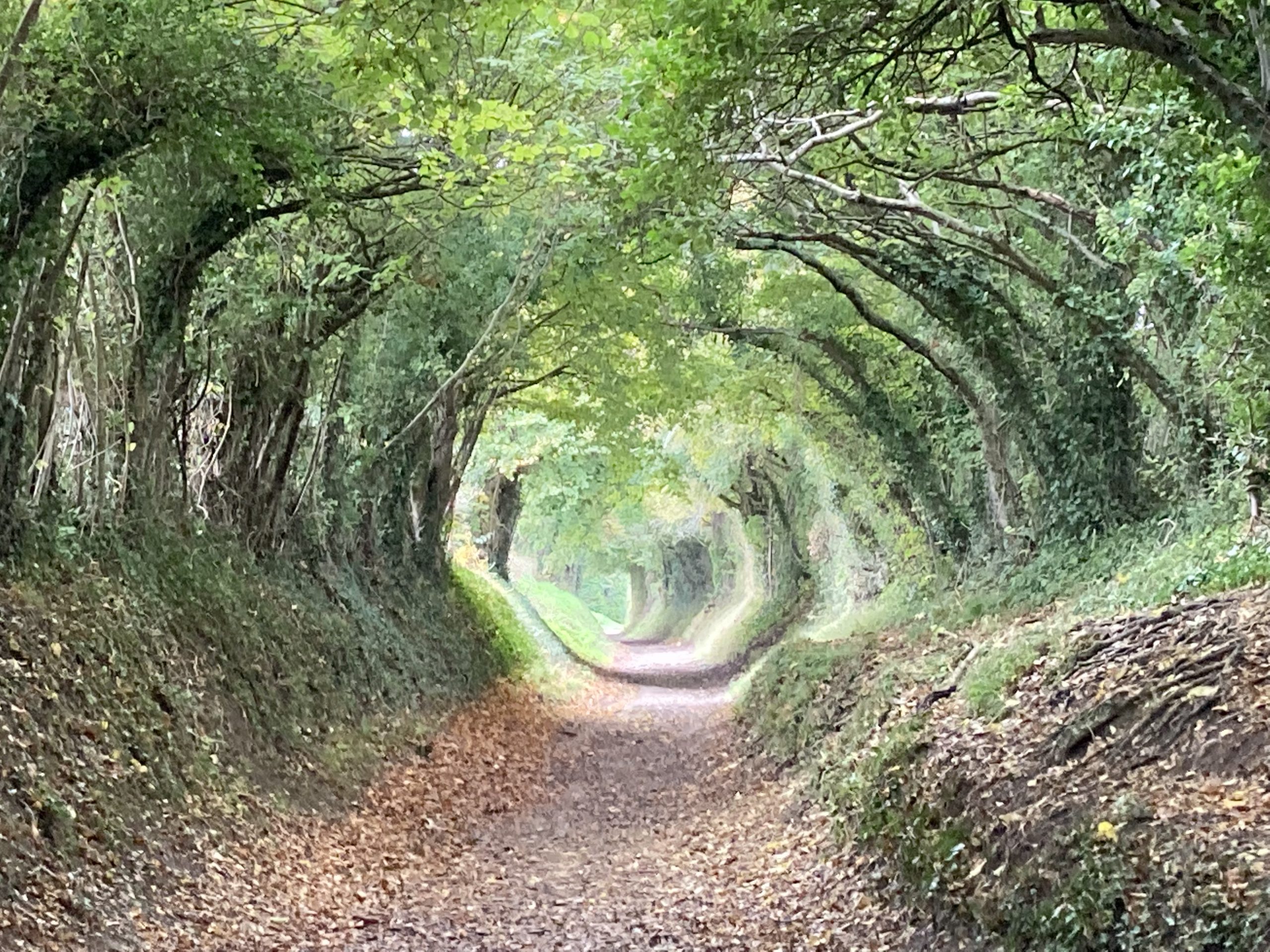 a path like a tunnel under the tree canopy