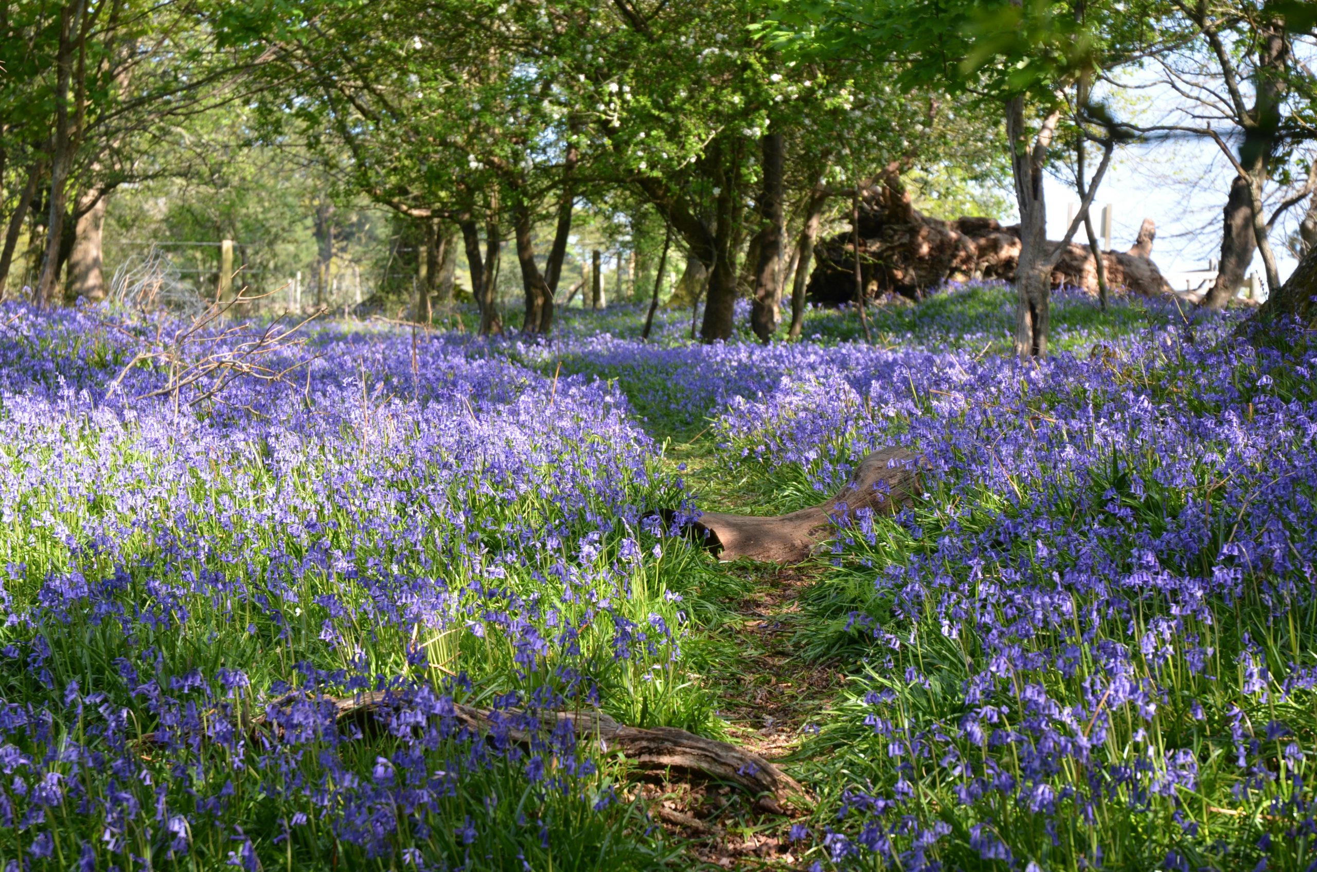 Bluebells in the woods